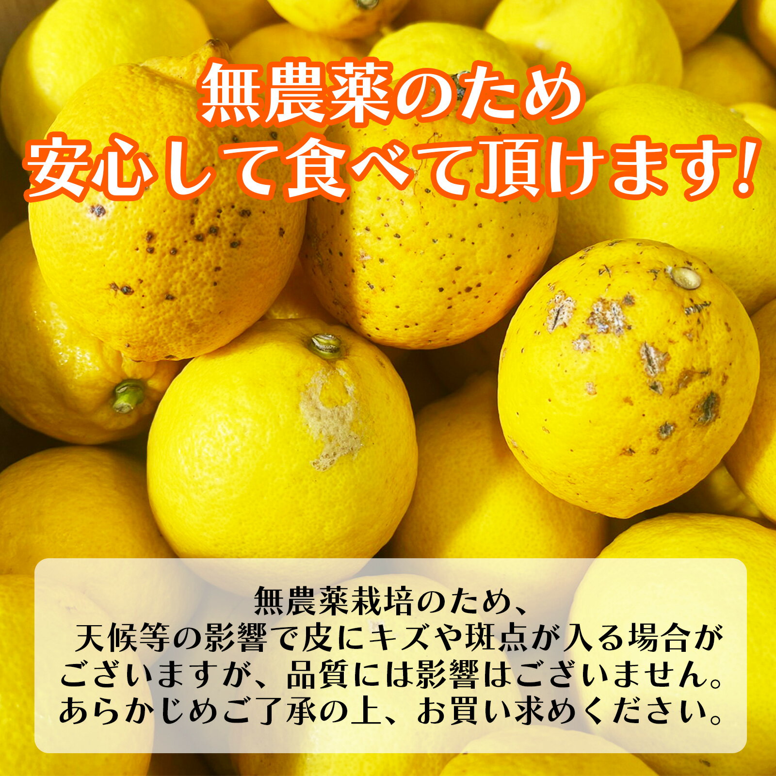 レモン 無農薬 国産 訳あり 3kg 送料無料 皮まで食べられる ノーワックス 防腐剤 防カビ剤 不使用 れもん 広島県産 他 わけあり 不揃い 果肉 果汁 100％ 箱買い ワックス 不使用 大きさ おまかせ ビタミンC くだもの 果実 柑橘 新鮮 レモネード 家庭用 皮 ピール 柑橘系 3