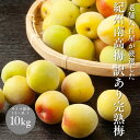 予約開始 (6月上旬頃から発送予定) 南高梅 生梅 完熟梅 訳あり サイズ混合( L〜3L ) おまかせ 和歌山県 1kg 3kg 10kg うめ ご家庭用 紀...