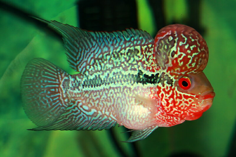 メタリックドラゴン約13cm