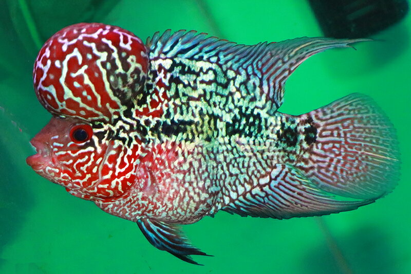 【送料梱包料無料】ショートボディメタリック極美 約13cm（フラワーホーン　熱帯魚　生体）