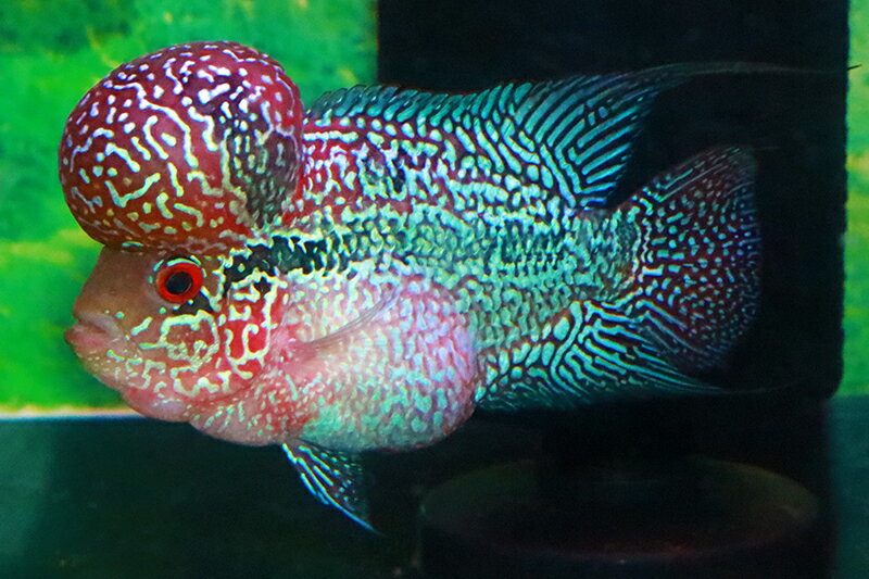 【送料梱包料無料】スターダストドラゴン極美 約14cm（フラワーホーン　熱帯魚　生体）