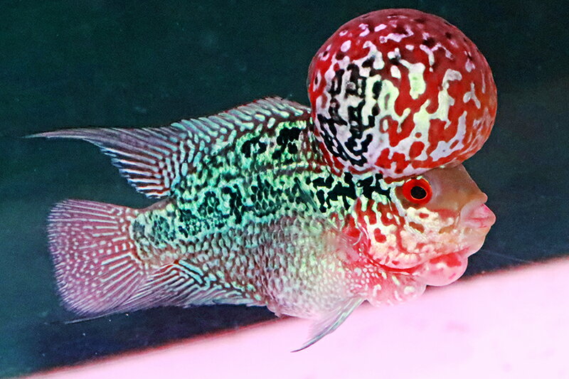 【送料梱包料無料】ビッグヘッドポンパドール極美（フラワーホーン　熱帯魚　生体）