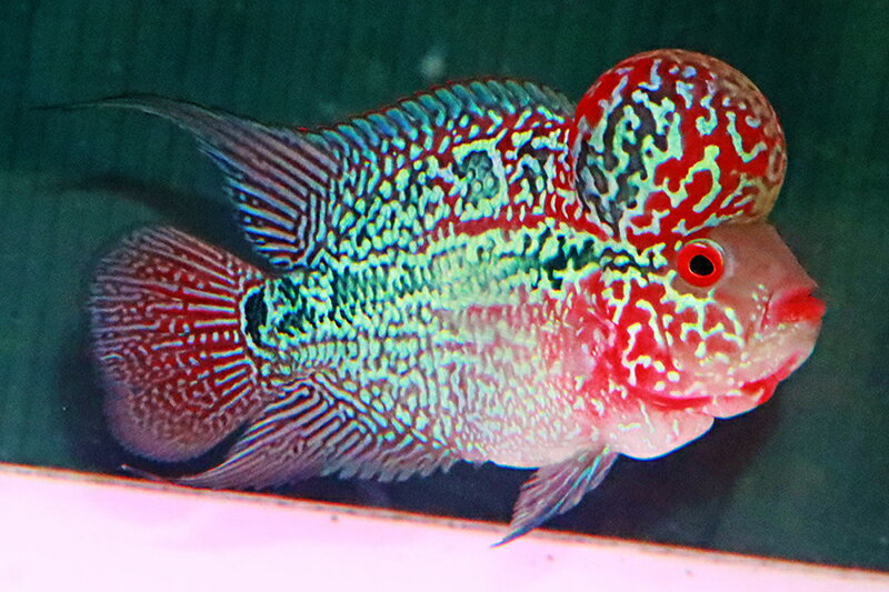 【送料梱包料無料】カブキスーパーレッドWライン 約13cm（フラワーホーン　熱帯魚　生体）