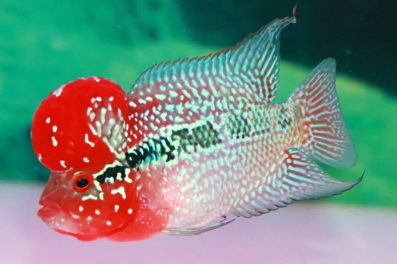 【送料梱包料無料】スーパーレッドトップ 約12cm（フラワーホーン　熱帯魚　生体）