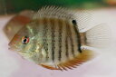 【送料梱包料無料】WILDレッドショルダーセベラムF1約6-7cm(熱帯魚シクリッド生体淡水魚)