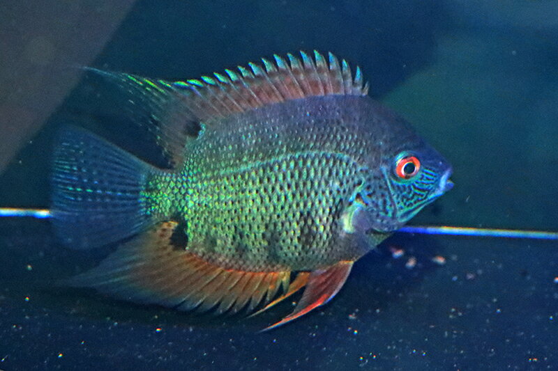 ターコイズセベラム 約10cm（熱帯魚シクリッド生体淡水魚）