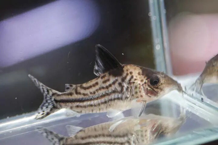 ご購入前に「商品購入のお約束事」の《発送の補償と規約》を読んでいただき、ご了承の上カートにお進みください。 こちらの商品は、代金引換は、ご利用できません。 クレジット支払い、または銀行振込にてお支払いをお願いいたします。 　 ※送料とは別に...