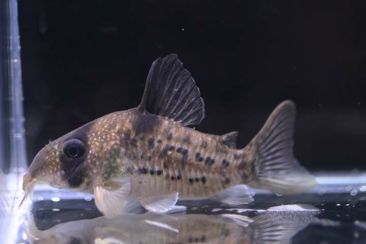 【送料梱包料無料】コリドラスアンチェスター（国産ブリード）　約6～6.5cm