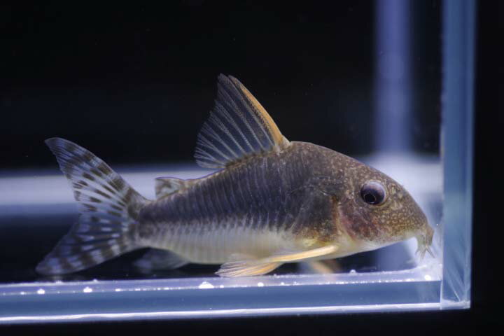 コリドラスゴッセイ約5cm