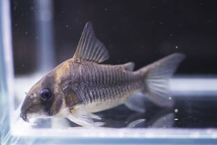 コリドラスショートノーズルイーザ約5cm