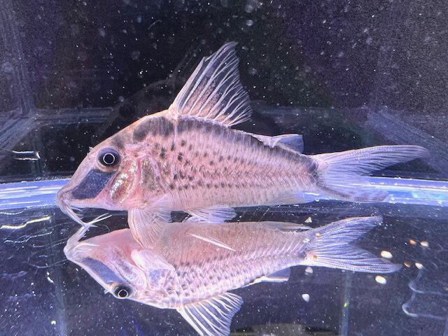 コリドラスナルキッスス約6cm