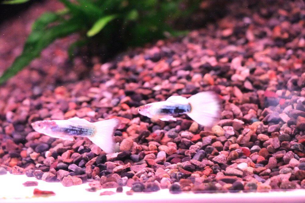 ʹ񻺥åԡRRE.A饯åɥ졼ڥ3cm