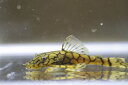 ロイヤルアラベスクブッシープレコ(国産) 約5cm【熱帯魚・生体・プレコ】