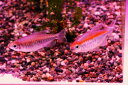 コンゴテトラ PR 約5-6cm【熱帯魚・生体・カラシン】