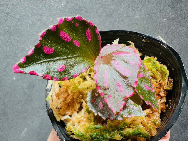 【テラリウム】ベゴニアsp.ジュラウ　ぼっち株　R1214-01bのサムネイル