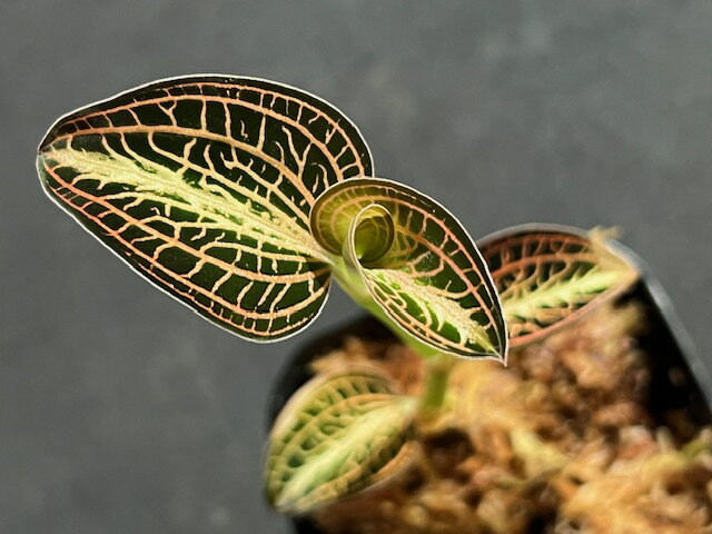 THE GAKIAnoectochilus. albolineatus 'Youko'