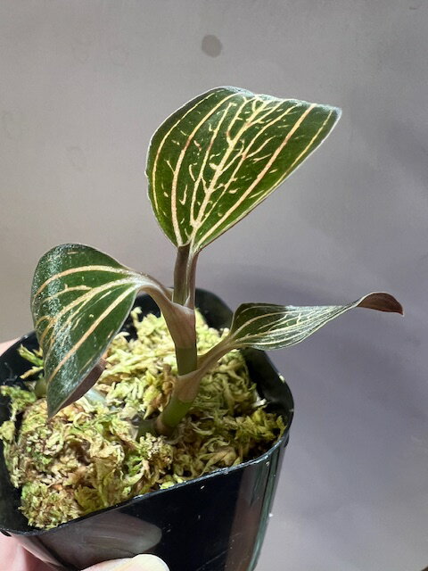 【THE GAKI】ルドキルス台湾便