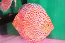 ハイホームアルビノサークルレオパード 約12-13cm(熱帯魚ディスカス生体淡水魚)