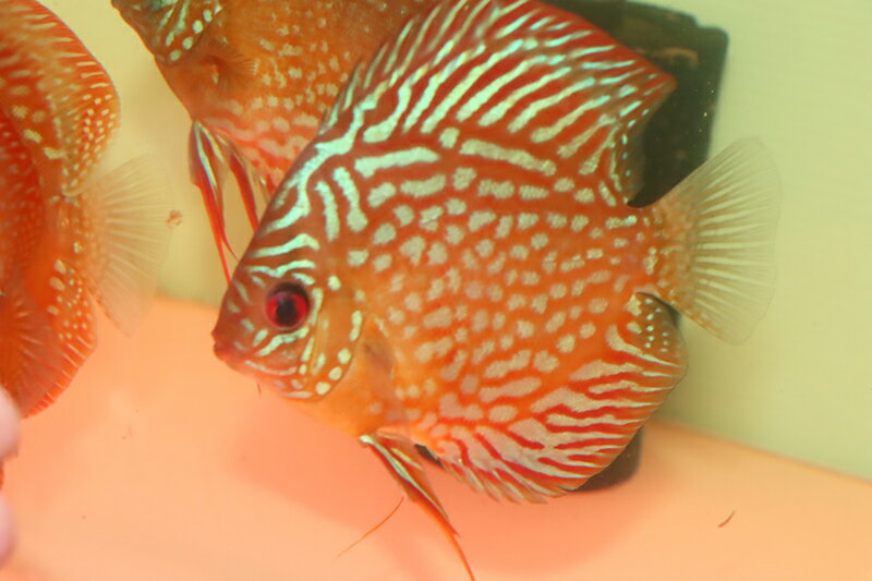 ◆ 原種 ◆ アレンカー・クリペア・スーパー・ロイヤル 同士のF1　サイズ５～６cm 　５匹セット　北岸 CUIPEUA クイペウア ワイルド