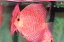 【送料梱包料無料】キングパンサー 約11-12cm(熱帯魚ディスカス生体淡水魚）