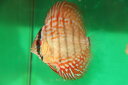レッドターコイスWILDクロス 約6cm(熱帯魚ディスカス生体淡水魚)(4)
