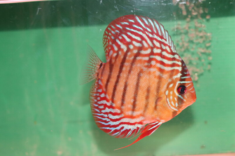 【送料梱包料無料】クリペアクロスロート 約12cm（熱帯魚ディスカス生体淡水魚）