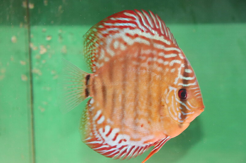 【送料梱包料無料】クリペアクロスロート 約12cm（熱帯魚ディスカス生体淡水魚）