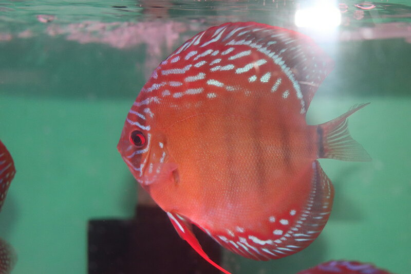 樂天商城 - オリジナルクリペアソリッドレッド 約12cm（熱帯魚ディスカス生体淡水魚）
