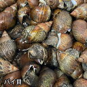 活き 本ばい貝 バイ貝 島根県などの国産 煮つけ 黒バイ クロバイ 本バイ