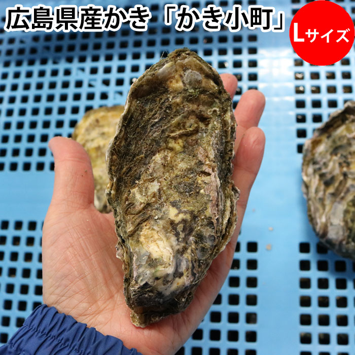 かき小町 殻付き牡蠣 Lサイズ 1個～1ケース 広島県産 加熱用（冷蔵便）
