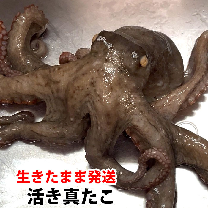 【生きたまま発送】 真たこ 活き 生 レシピ付き 瀬戸内海産 蛸 タコ 刺身 たこさし たこ (冷蔵便)