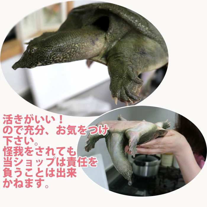 �褭���åݥ� �ܿ� ��800��900g���äݤ� �� �ɿ� �������ޤ� ������ �����Ƥ����¢�ء�