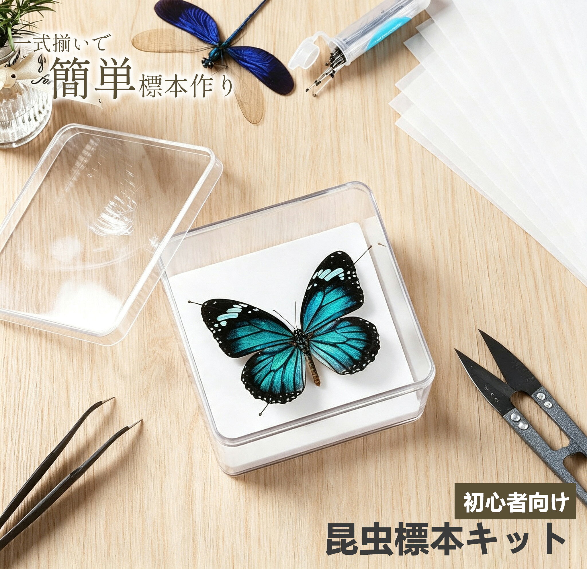 楽天市場】標本セット 蝶の通販