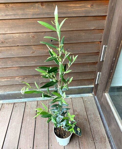 【ジャングルデリバリー】オリーブ　苗木　ひなかぜ　観葉植物50cmから80cm程度　HINAKAZE　ヒナカゼオリーブの木　ひなかぜ2年生　グ..