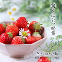 【300円OFFクーポン】 小鉢 取鉢 アード 北欧食器 食器 軽量食器 白い食器 ブラウン 和食器 洋食器 ボウル サラダボウル ヨーグルト フルーツ 美濃焼...