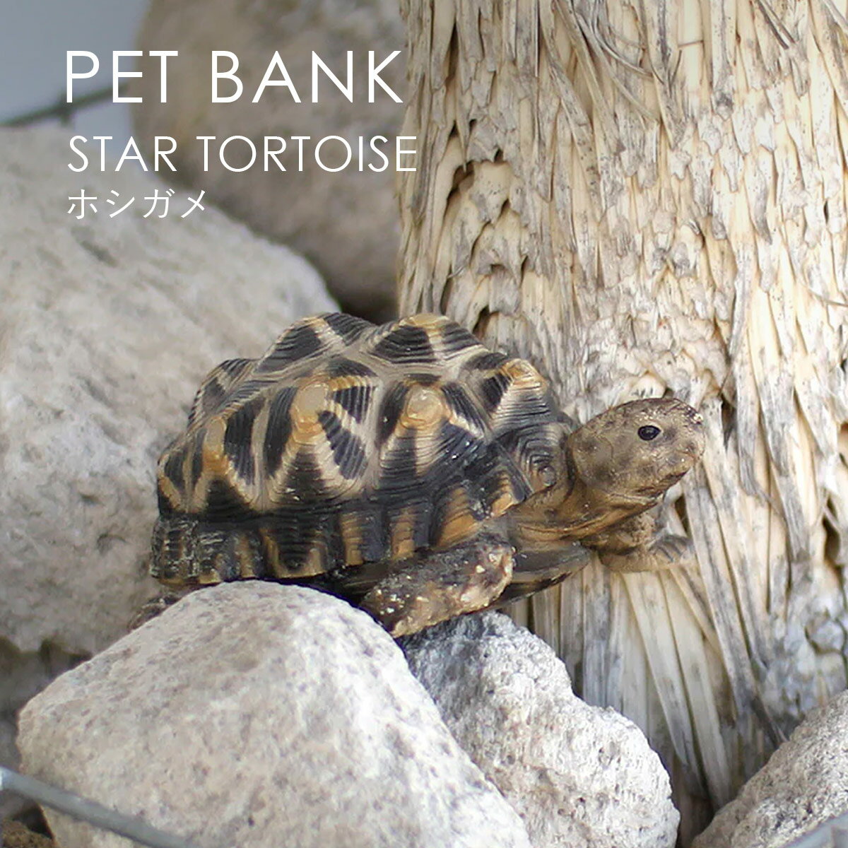 PET BANK ペットバンク STAR TORTOISE ホシ
