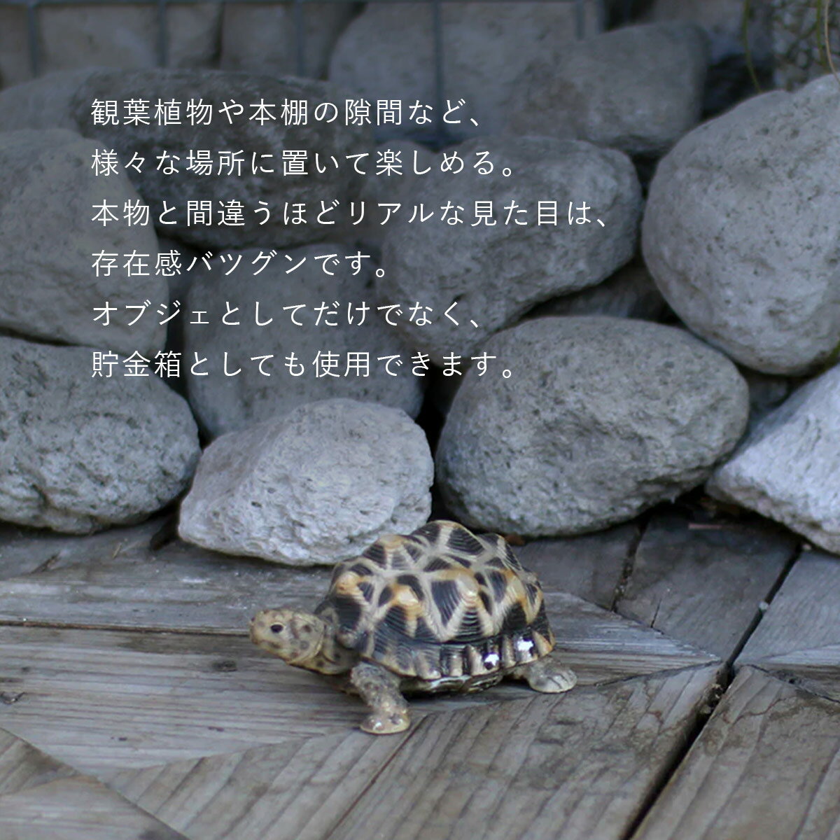 PET BANK ペットバンク STAR TORTOISE ホシガメ | インドホシガメ / 亀 / 貯金箱 /...