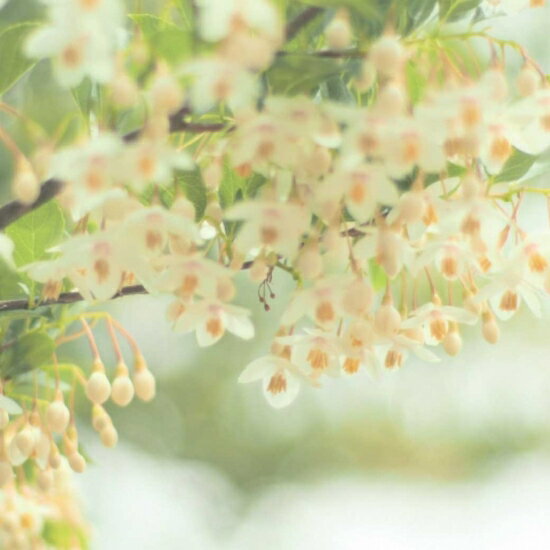 はちみつ 国産 天然ハチミツ 花々の雫 瓶タイプ 70g 非加熱 はちみつ 蜂蜜 ギフト 瓶詰 国産蜂蜜