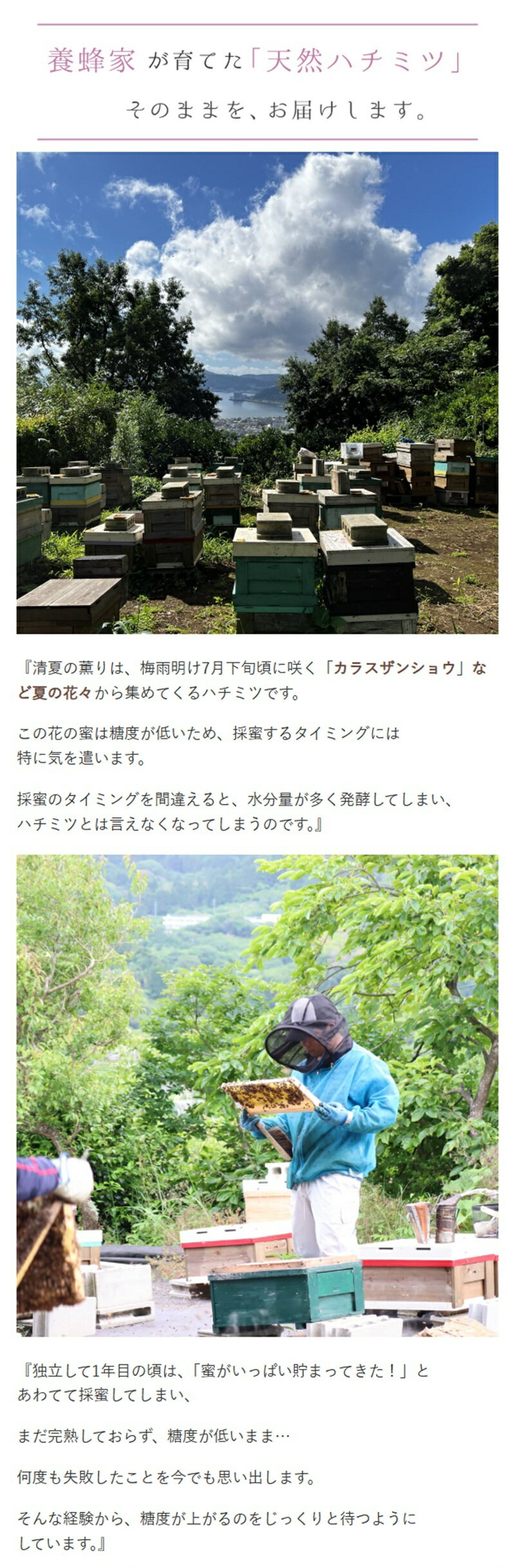 国産 天然ハチミツ 清夏の薫りチューブタイプ5...の紹介画像3