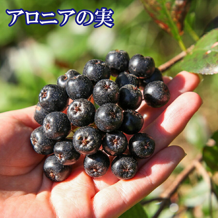 【公式】生らサブレ アロニア（5個入） 北のスーパーフルーツ アロニアを使用した、しっとり柔らかい生サブレ。北海道 銘菓 生サブレ アロニア ホワイトチョコレート お土産 お菓子 おやつ ご当地 お取り寄せ ご挨拶 苫小牧 贈り物 ギフト 内祝い 景品 お茶請け やわらかい