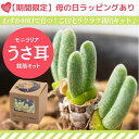 サカタのタネ｜SAKATA SEED CORPORATION 実咲 伏見甘長 トウガラシ 実咲 921770