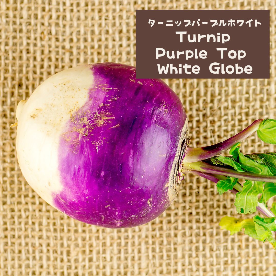 【野菜の種】ターニップの種 Turnip　洋種かぶ　10粒　育て方の説明書付き　ガーデン ガーデニング 野菜の種 野菜　家庭菜園　農業　 春蒔き　秋蒔き インスタ 丸い レアシード 美味しい 変わった