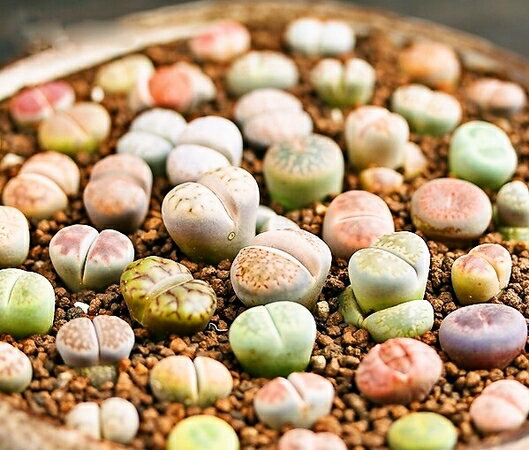 美しい花が咲く多肉植物 メセンの育て方講座 風通しのいい場所で管理するのがコツ 暮らし の