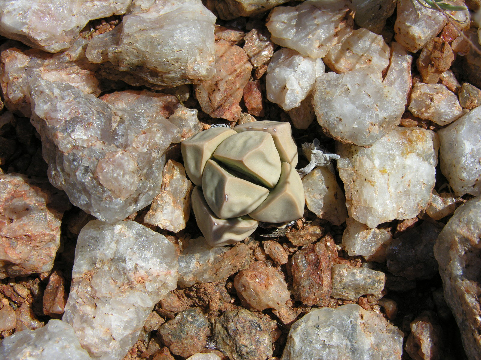 ��̤μ10γ��+��������������դ�����¿����ʪ��¿�������տ�ʪ��Succulents��Cactus�����ܥƥ�