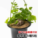 亀甲竜の種 5粒 +育て方の説明書付き【多肉植物】多肉 観葉植物 Succulents Cactus