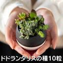 ドドランタリスの種　10粒　+育て方の説明書付き　【多肉植物】　多肉　観葉植物　Succulents　Cactus　バラ　花びら　サボテン　緑のバラ 夏型 エケベリア