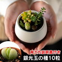 銀光玉の種　10粒　+育て方の説明書付き　【多肉植物】観葉植物　多肉　Succulents　Cactus