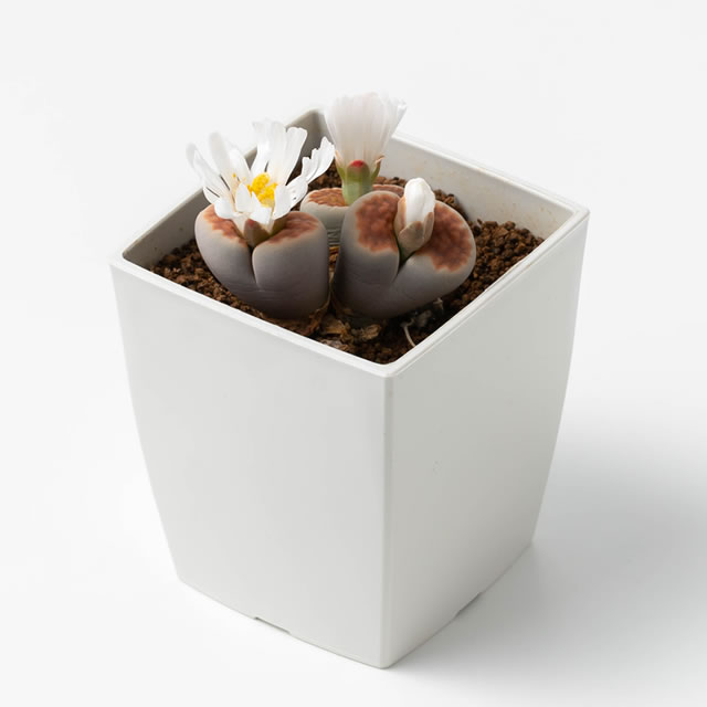 ��¿����ʪ������������ ��ȡ��ץ��μ� �ʥߥå������10γ��+��������������դ�����¿����ʪ�ۡ����������С�¿�������տ�ʪ��Succulents��Cactus�����ܥƥ󡡼�̣�α��