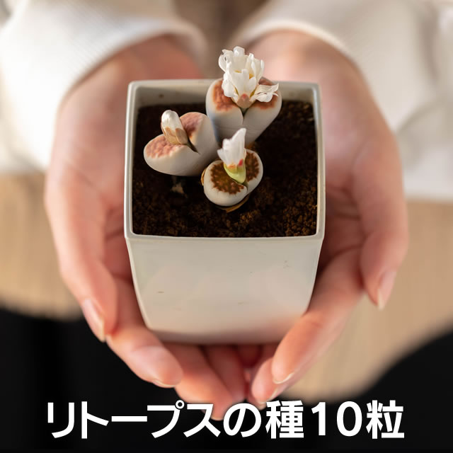 【多肉植物】生きる宝石 リトープスの種 （ミックス種）10粒　+育て方の説明書付き　【多肉植物】　生ける宝石　多肉　観葉植物　Succulents　Cactus　サボテン　趣味の園芸