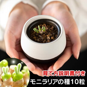 うさ耳”モニラリア”の種 10粒　+育て方の説明書付き　【多肉植物】　多肉　種　うさぎ　うさみみ　ラビット　cute　多肉　観葉植物　Succulents　Cactus　サボテン モニラリア マニラリア モニ